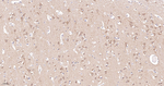 GSK3 alpha Recombinant Rabbit Monoclonal Antibody (4G4)