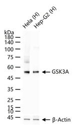 GSK3 alpha Antibody in Western Blot (WB)