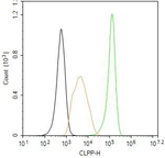 CLPP Antibody in Flow Cytometry (Flow)