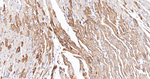 CLPP Antibody in Immunohistochemistry (Paraffin) (IHC (P))