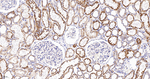 CLPP Antibody in Immunohistochemistry (Paraffin) (IHC (P))