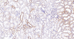 CLPP Antibody in Immunohistochemistry (Paraffin) (IHC (P))