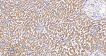 CLPP Antibody in Immunohistochemistry (Paraffin) (IHC (P))