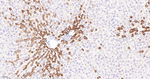 CLPP Antibody in Immunohistochemistry (Paraffin) (IHC (P))
