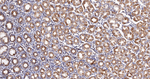 CLPP Antibody in Immunohistochemistry (Paraffin) (IHC (P))