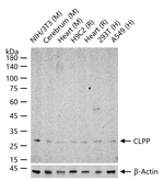 CLPP Antibody in Western Blot (WB)