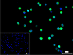 HDJ2 Recombinant Rabbit Monoclonal Antibody (12C5)