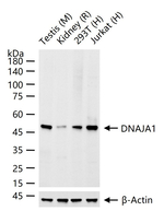HDJ2 Antibody in Western Blot (WB)