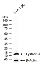 Cystatin A Antibody in Western Blot (WB)