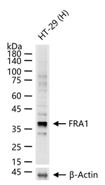 Fra1 Recombinant Rabbit Monoclonal Antibody (8C7)
