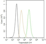 TMOD2 Antibody in Flow Cytometry (Flow)