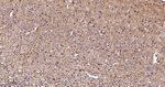 TMOD2 Antibody in Immunohistochemistry (Paraffin) (IHC (P))