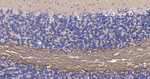 TMOD2 Antibody in Immunohistochemistry (Paraffin) (IHC (P))