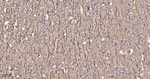 TMOD2 Antibody in Immunohistochemistry (Paraffin) (IHC (P))