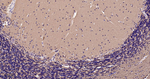 TMOD2 Antibody in Immunohistochemistry (Paraffin) (IHC (P))