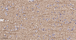 TMOD2 Antibody in Immunohistochemistry (Paraffin) (IHC (P))