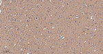 TMOD2 Antibody in Immunohistochemistry (Paraffin) (IHC (P))