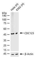 CDC123 Recombinant Rabbit Monoclonal Antibody (7A3)