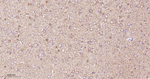 DLD Antibody in Immunohistochemistry (Paraffin) (IHC (P))