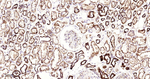 DLD Antibody in Immunohistochemistry (Paraffin) (IHC (P))