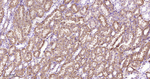 DLD Antibody in Immunohistochemistry (Paraffin) (IHC (P))