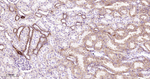DLD Antibody in Immunohistochemistry (Paraffin) (IHC (P))