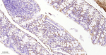 DLD Antibody in Immunohistochemistry (Paraffin) (IHC (P))