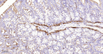 DLD Antibody in Immunohistochemistry (Paraffin) (IHC (P))