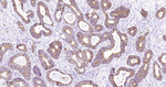 DLD Antibody in Immunohistochemistry (Paraffin) (IHC (P))