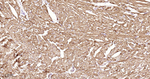 DLD Antibody in Immunohistochemistry (Paraffin) (IHC (P))