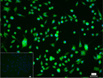 ELF3 Antibody in Immunocytochemistry (ICC/IF)