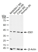 ELF3 Antibody in Western Blot (WB)