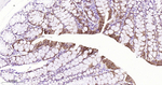 FABP2 Antibody in Immunohistochemistry (Paraffin) (IHC (P))