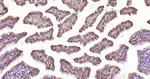 FABP2 Antibody in Immunohistochemistry (Paraffin) (IHC (P))