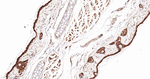 Arp2 Antibody in Immunohistochemistry (Paraffin) (IHC (P))