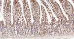 Arp2 Antibody in Immunohistochemistry (Paraffin) (IHC (P))