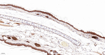 Arp2 Antibody in Immunohistochemistry (Paraffin) (IHC (P))