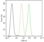 FXR1 Antibody in Flow Cytometry (Flow)