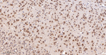 FXR1 Antibody in Immunohistochemistry (Paraffin) (IHC (P))