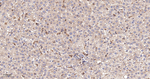 FXR1 Antibody in Immunohistochemistry (Paraffin) (IHC (P))