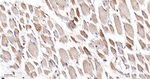 FXR1 Antibody in Immunohistochemistry (Paraffin) (IHC (P))