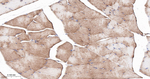 FXR1 Antibody in Immunohistochemistry (Paraffin) (IHC (P))