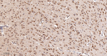 FXR1 Antibody in Immunohistochemistry (Paraffin) (IHC (P))