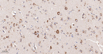 FXR1 Antibody in Immunohistochemistry (Paraffin) (IHC (P))