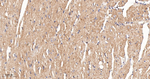 FXR1 Antibody in Immunohistochemistry (Paraffin) (IHC (P))