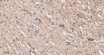 FXR1 Antibody in Immunohistochemistry (Paraffin) (IHC (P))