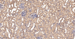 FXR1 Antibody in Immunohistochemistry (Paraffin) (IHC (P))