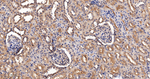 FXR1 Antibody in Immunohistochemistry (Paraffin) (IHC (P))