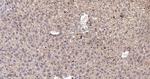 FXR1 Antibody in Immunohistochemistry (Paraffin) (IHC (P))