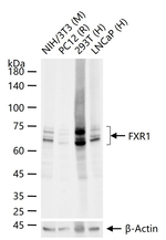 FXR1 Antibody in Western Blot (WB)